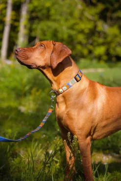 Nightless Night Talutushihna